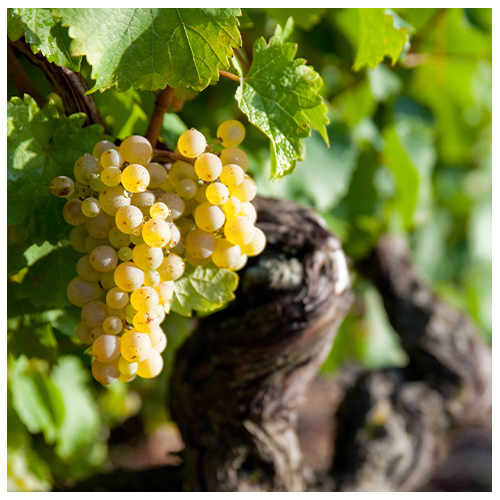 Le restaurant - La Table D'Agamy - Restaurant Sain-Bel - les meilleurs restaurant de SAIN-BEL